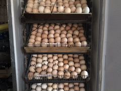 Инкубатор на 550 яиц