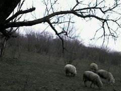 Овцы матки с ягнятами 25 голов митис