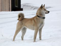Продам щенка западно- сибирской лайки