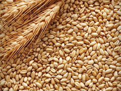 Продаётся ячмень и пшеница до 1 тонны