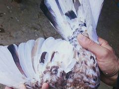 Бакинские мраморные голуби