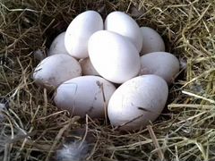 Инкубационные гусиные яица
