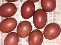 Инкубационное яйцо марана, гилянских кур
