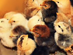 Суточные цыплята деревенской несушки 20-21 марта