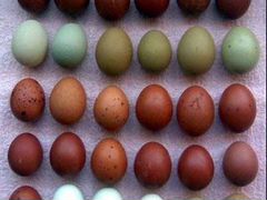 Цыпушки для цветного яйца