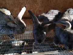 Кролики от 1 месяца до 4-х месяцев