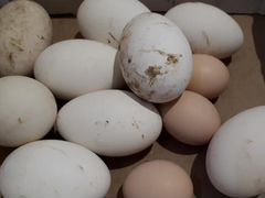 Гусиные Яйца