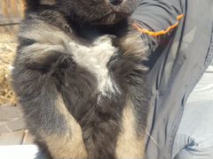Тибетский Мастиф щенки