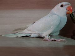 Попугай Ожереловые