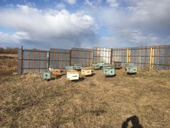 Продам 12 пчело семей, без ульев