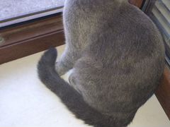 Шотландская веслоухая кошка