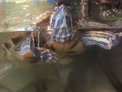 Черепаха краусноухая с аквариумом 60л