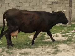 Коровам телёнком