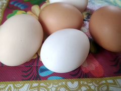 Домашние яйца цена 80 р