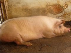 Продам супоросную свиноматку в Камешкирском районе