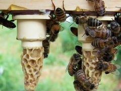 Пчеломатка, маточники, неплодные пчеломатки