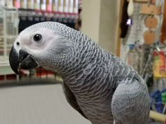 Попугай большой серый