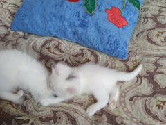 Белые котята полуперсы