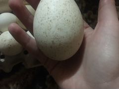 Инкубационное яйцо индюков