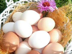 Куриные яйца от своих курочек