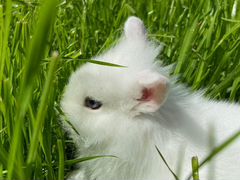 Карликовый дикоративный кролик