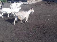 Овцы, козы, самец "Кучкар"