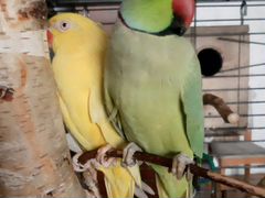 Попугай ожереловый пара