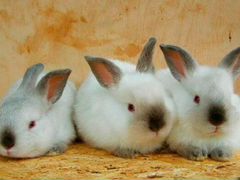 Кролики на племя колифорнийские