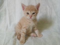 Котенок Варя в заботливые руки (1,5 месяца)