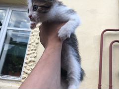 Котёнок девочка в добрые руки