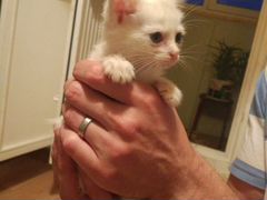Белый котенок-девочка в добрые руки