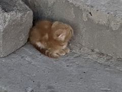 Вислоухий котенок рыжий