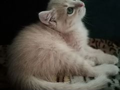 Бежевый котенок от британского кота (девочка)