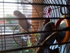 Волнистые попугаи неразлучники