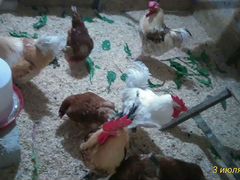 Куриная семейка (5 курочек и 9 петушков)