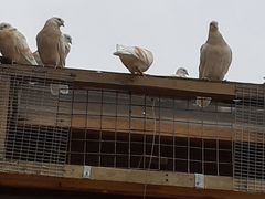 Лимонистые пермские белоголовые голуби