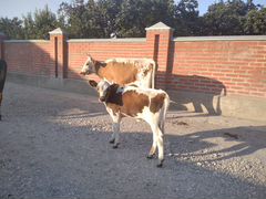 Корова с теленком