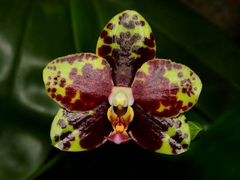 Орхидея-восковик