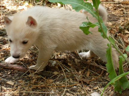 Лайка щенки белые с интенсивной пигментацией