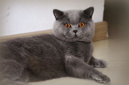 Вязка. Шикарный британский кот