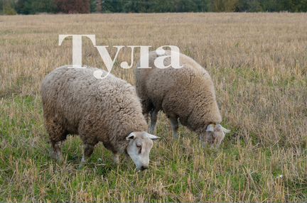 Овцы Тексель Тула