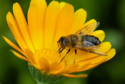 Пчелы, Пчелосемьи
