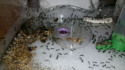 Муравьи Camponotus parius