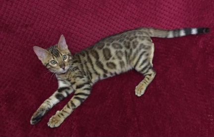 Бенгальский кот. Окрас: розетка на золоте