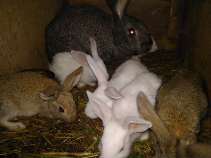 Продам кроликов и крольчат