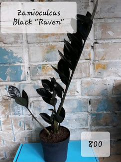 Замиокулькас raven черный ворон