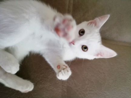 Продам британского шикарного белого котёнка 2.5 ме