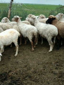 Продаются овцы