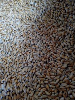 Зерно пшеницы, урожай 2019г