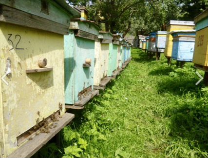 Пчелосемьи с домиками